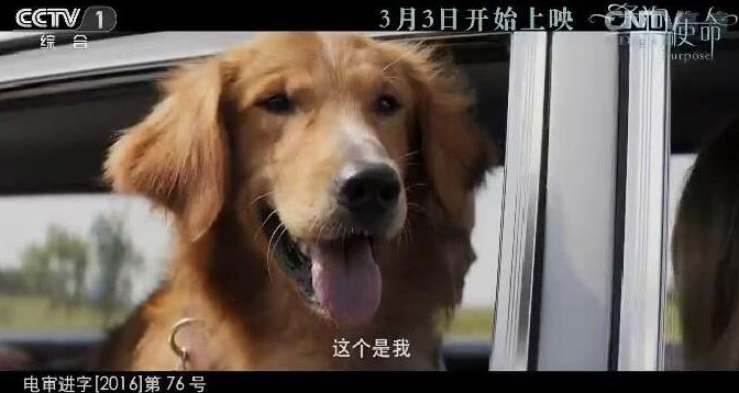 一条狗的使命-央视广告